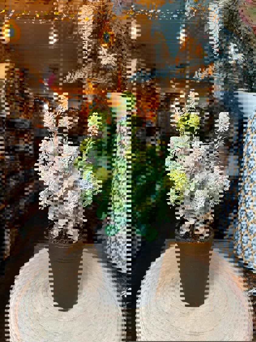 Potted Globe Ball Pot