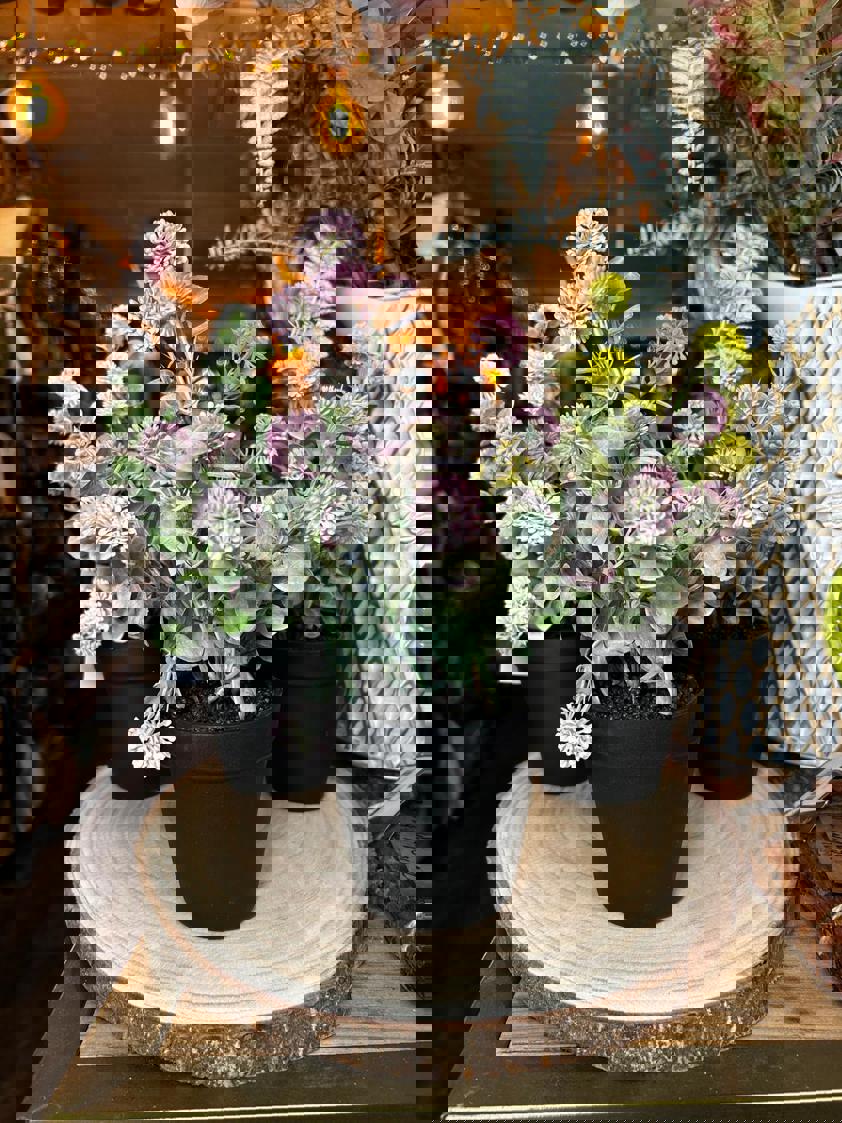 Potted Globe Ball Pot