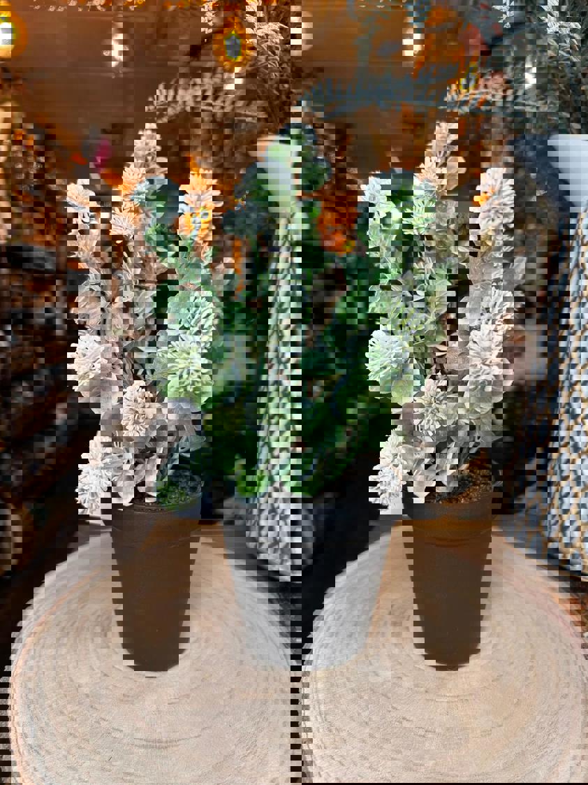 Potted Globe Ball Pot