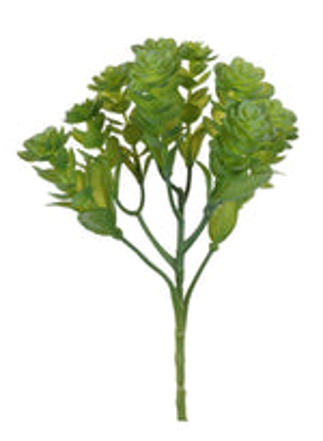  Sedum Spurium Stem Natural Green