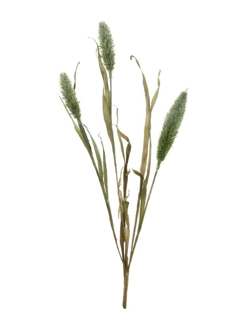 Dried Bunny Tail Reed Spray - Green