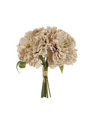  Dried Touch Open Peony Oyster Bunch