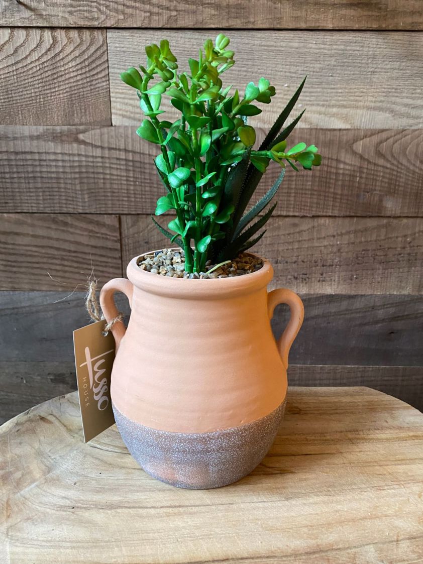 Green Small Cactus in Terracotta Jug