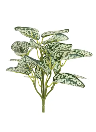  Printed Hypoestes Phyllostachya Small Spray Variegated