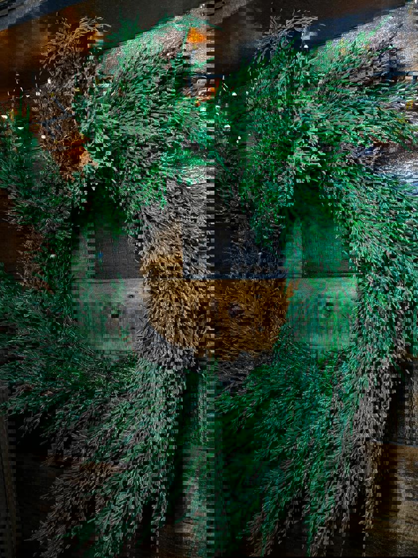 Real Touch Cedar Pine Wreath