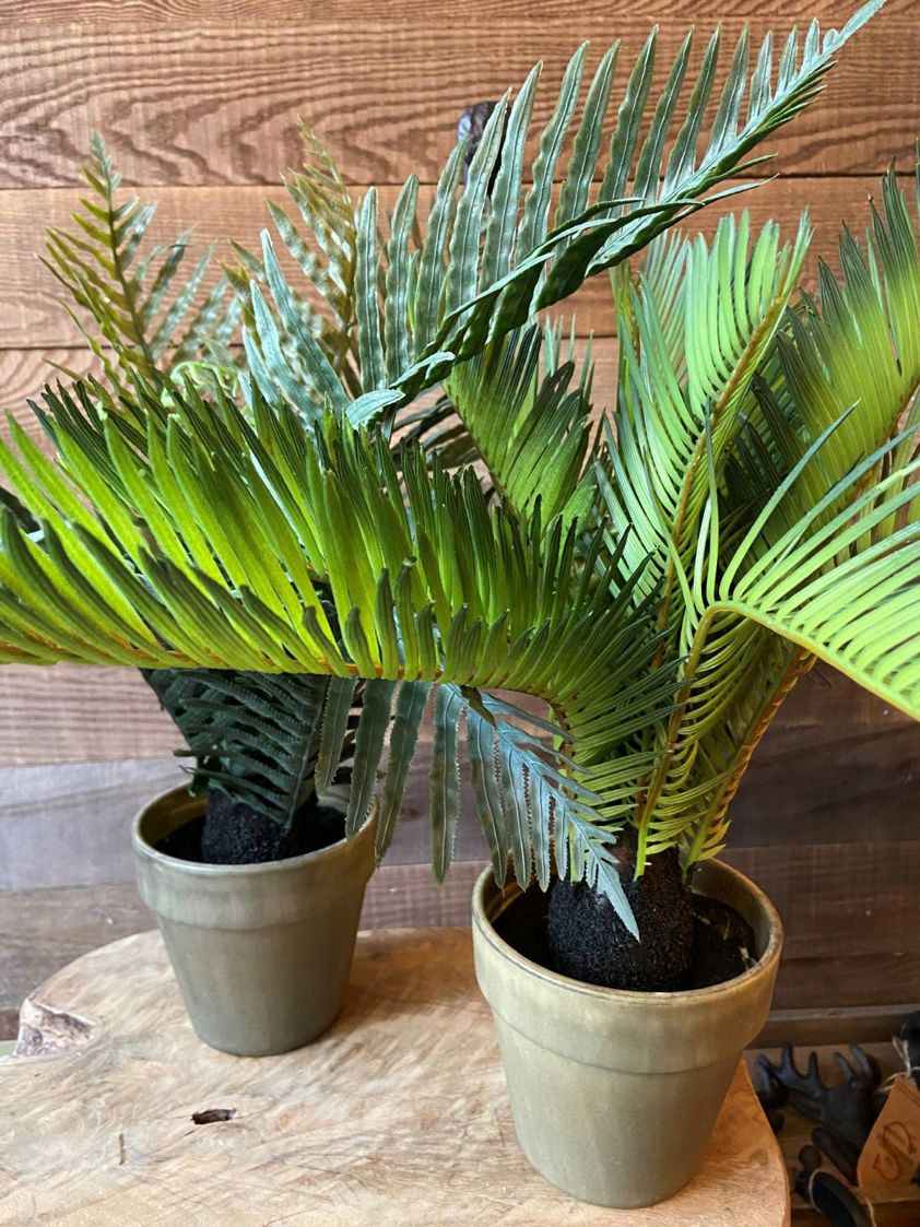 Artificial Fern Plant (2 Options)