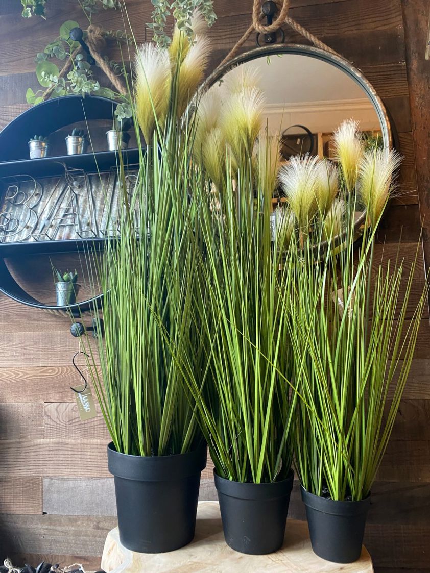 Feathered Pampas Grass in Pot