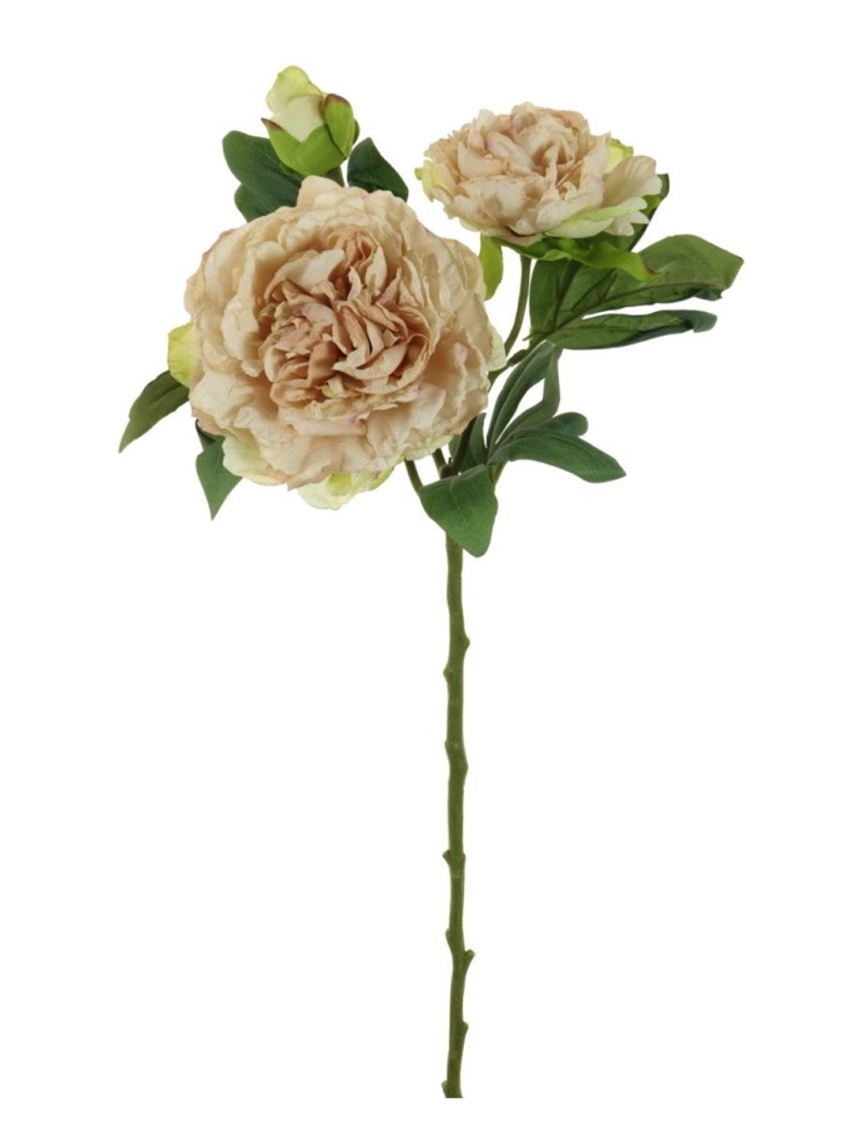 Dried Touch Eleanor Oyster Peony