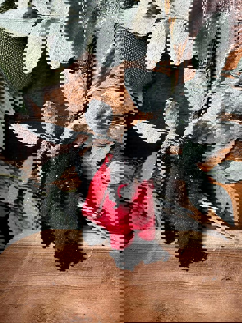 Hanging Dog Decor Hanging Dog Decor