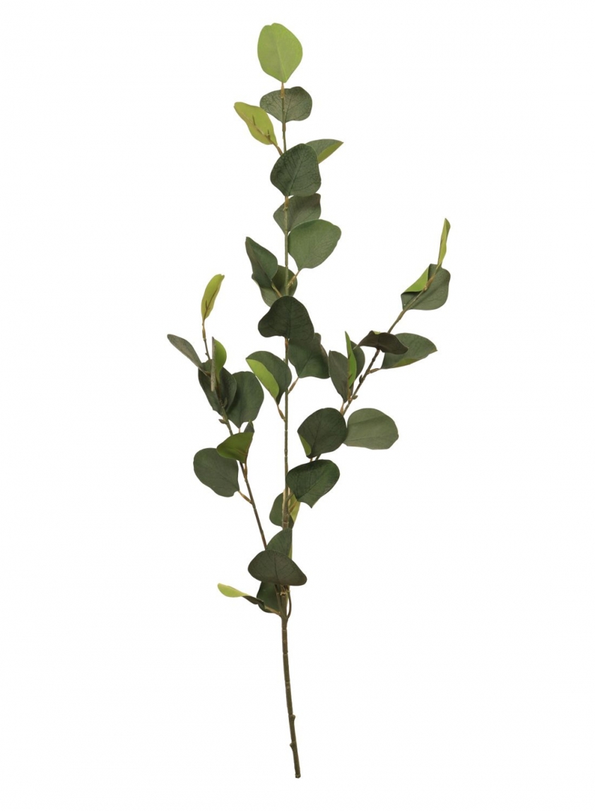 Natural Green Silver Dollar Eucalyptus Stem