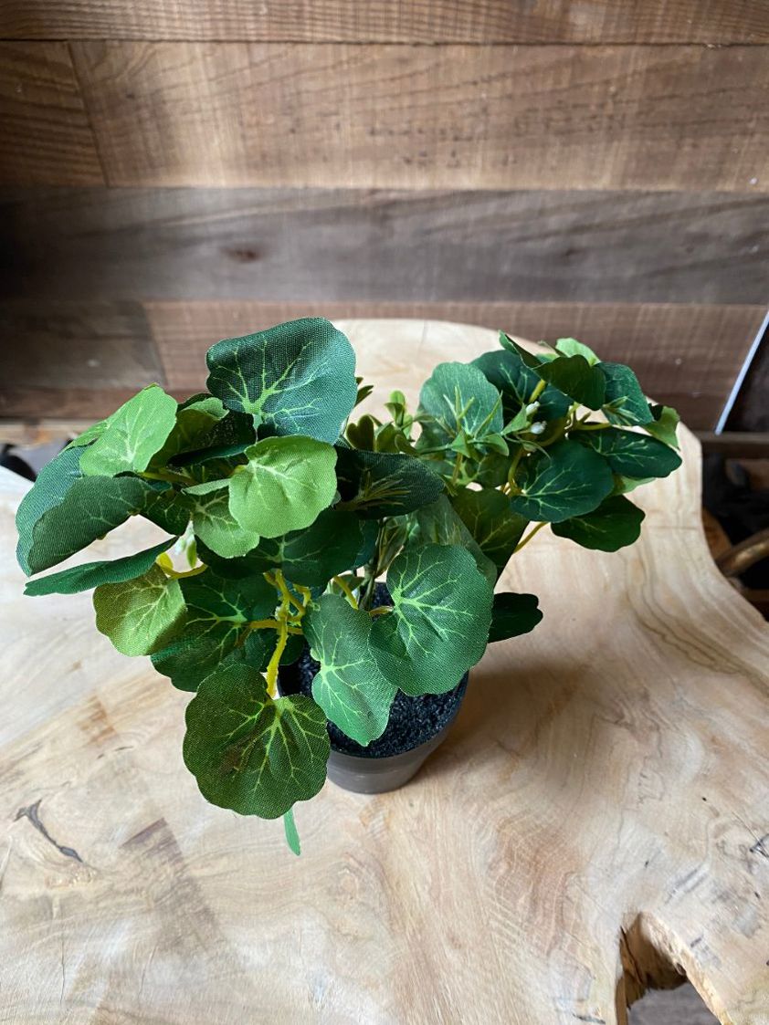 Cloud Leaf Small Artificial Plant in Black Pot