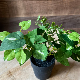 Full Green Leaf Small Artificial Plant in Black Pot