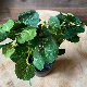 White Touch Leaf Small Artificial Plant in Black Pot