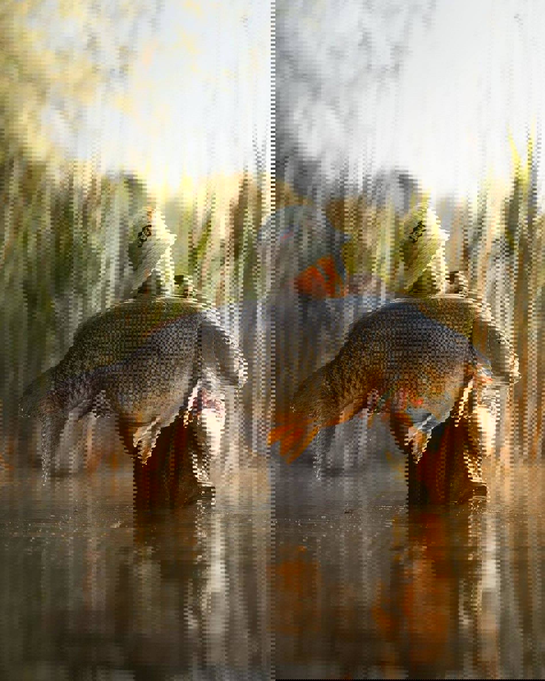 Saledock.Ecommerce.Core.Models.ImageDTO