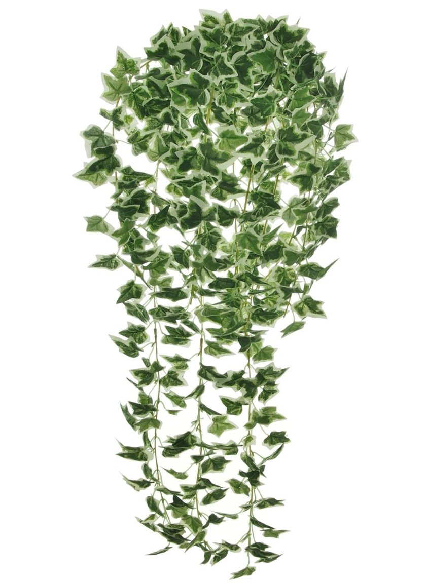 Silk Trailing Ivy Bunch White/Grn 75cm