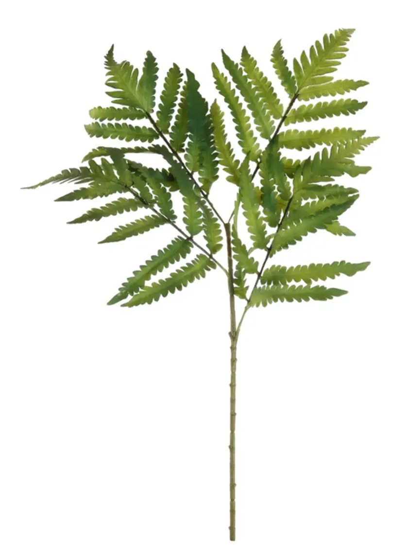 Buckler Fern Spray Green