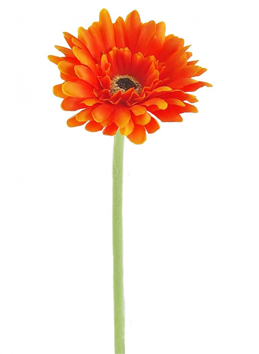 Orange Single Gerbera