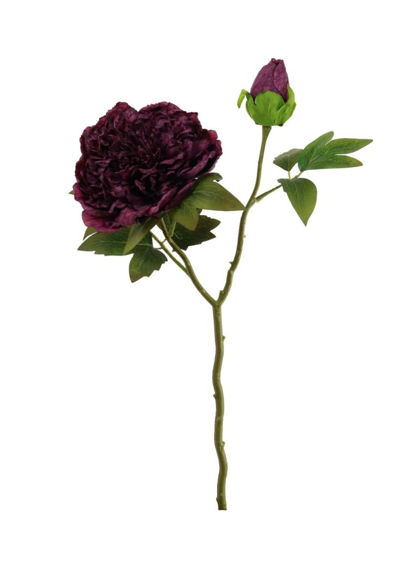 Dried Touch Open Peony Aubergine
