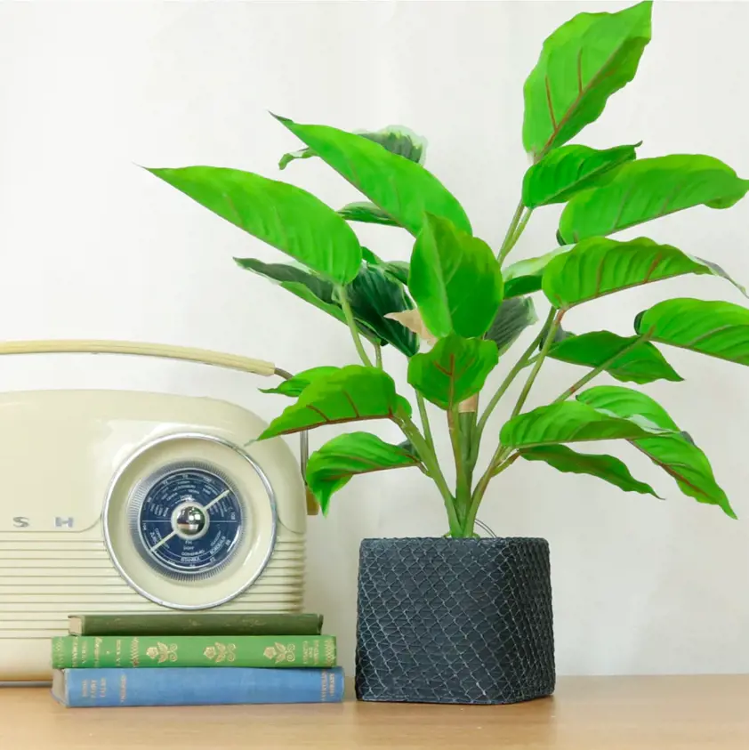 Medium Potted Waved Leaf Plant