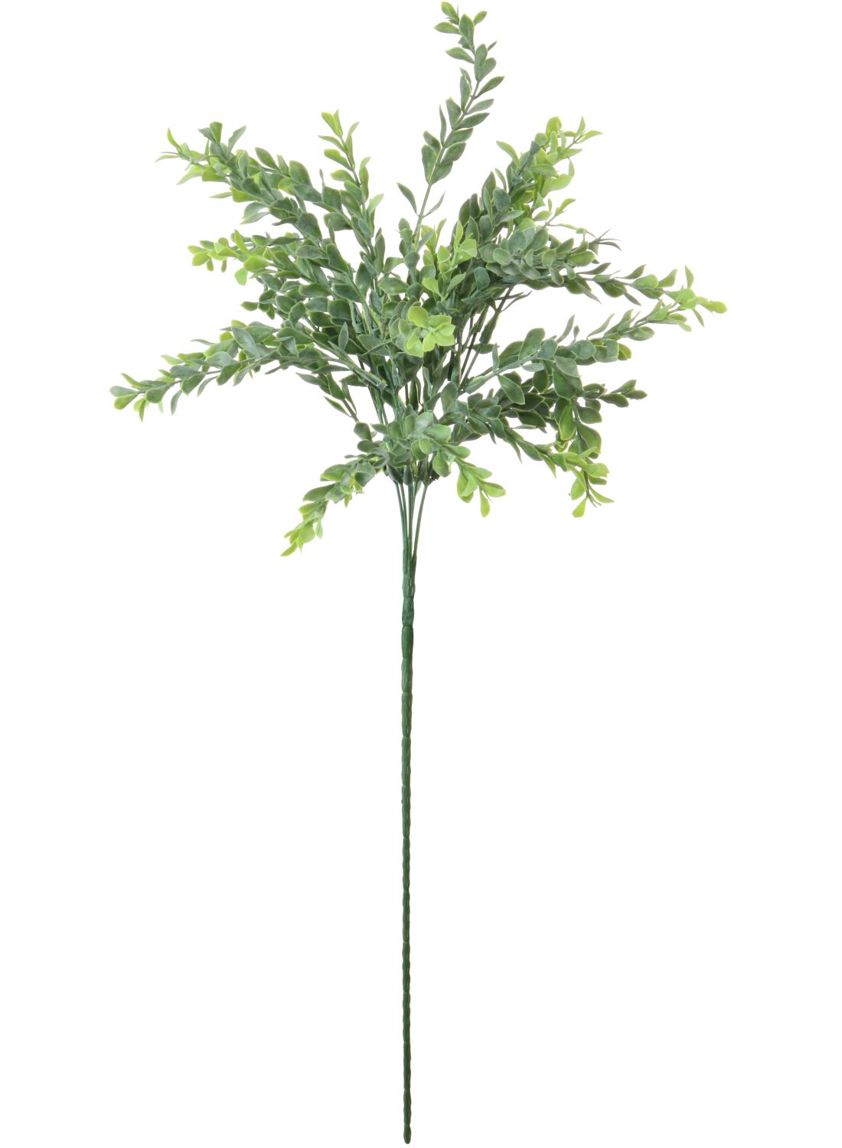 Long stem Parvifolia