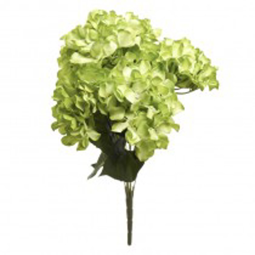 Green Hydrangea Bunch