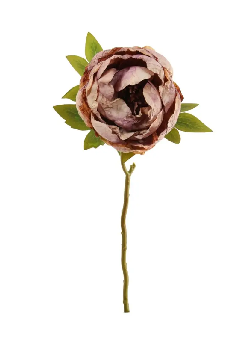 Dried Touch Closed Peony Vintage Mauve
