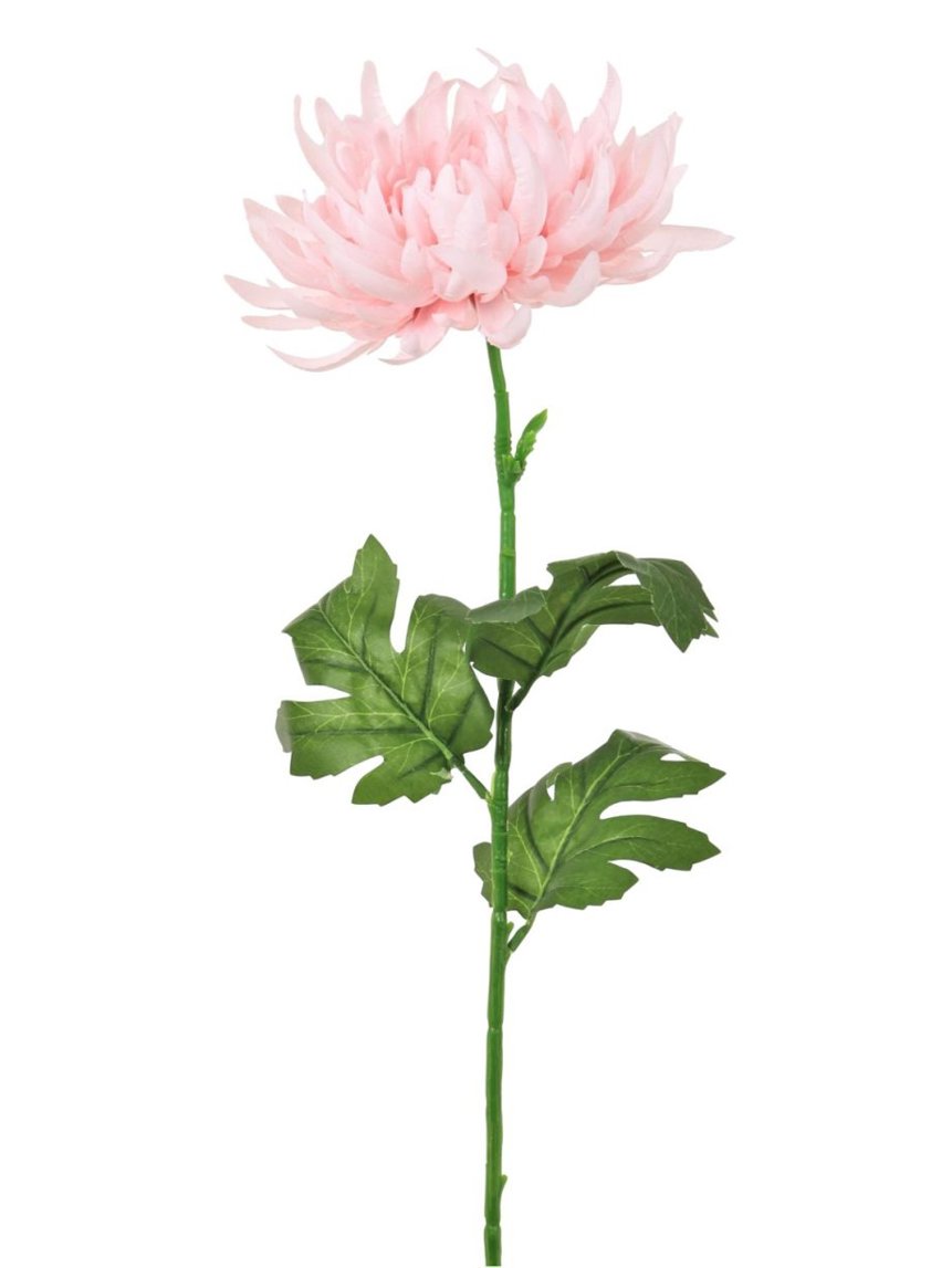 Pale Pink Spikey Mum Flower