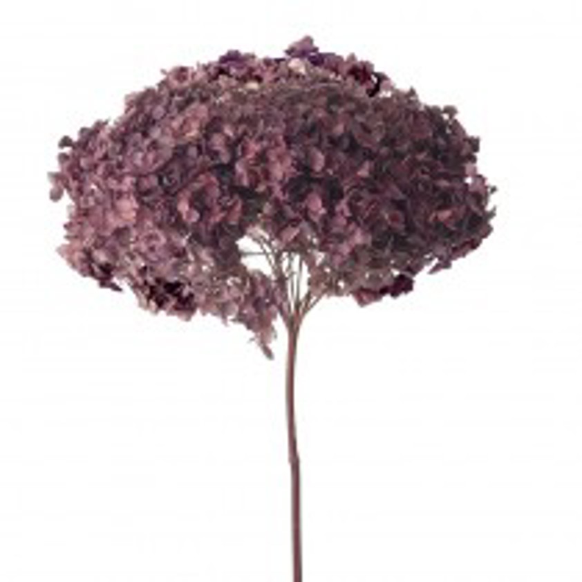 Preserved Hydrangea Purple