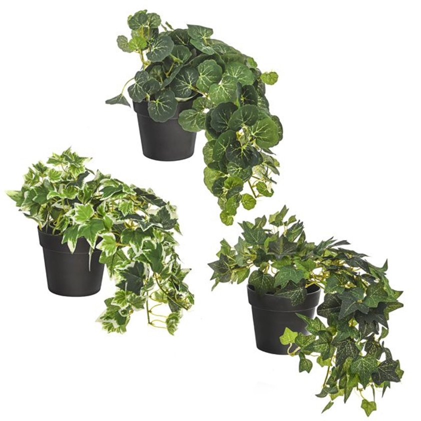 Potted Ivy 20Cm 3 Assorted