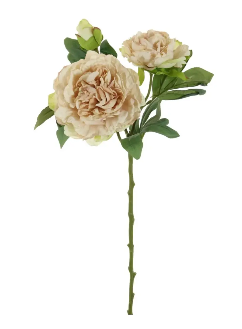 Dried Touch Eleanor Peony Oyster Two Tone