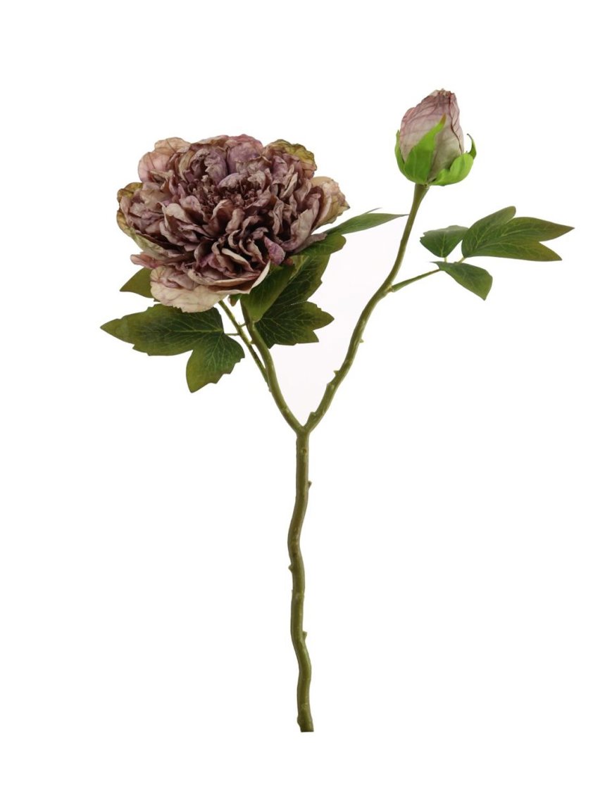 Dried Touch Open Peony Vintage Mauve