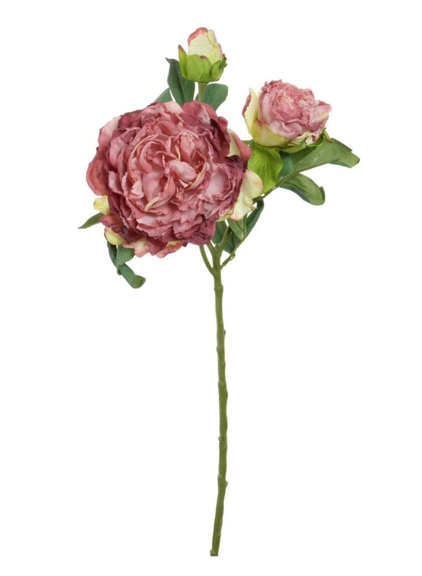 Dried Touch Eleanor Peony Blush 65cm