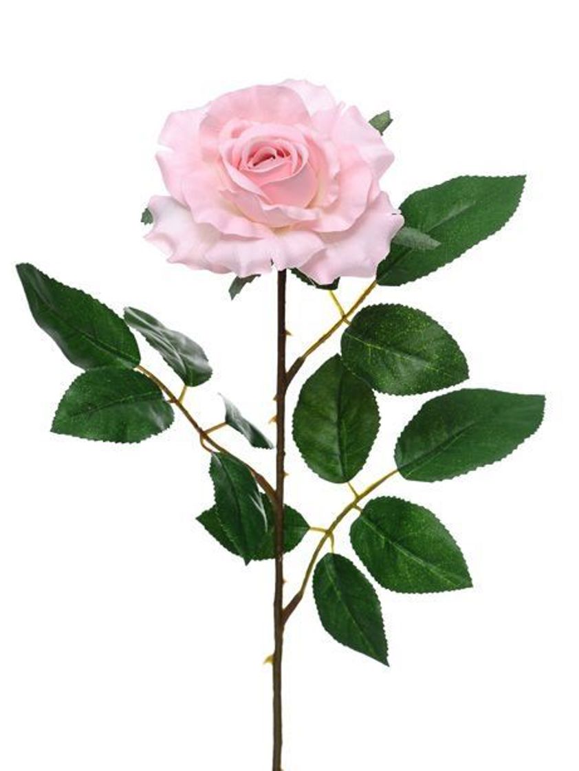 Soft Pink Premium Rose Medium