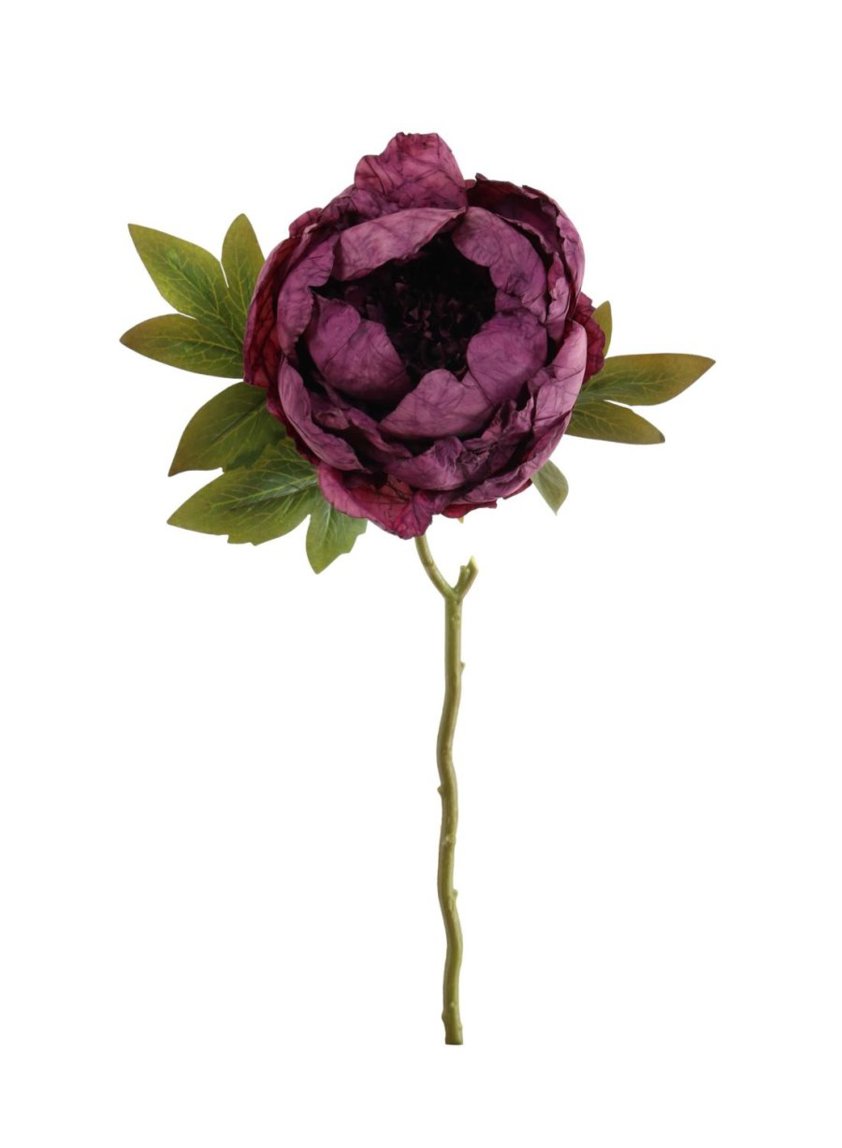 Dried Touch Closed Peony Aubergine