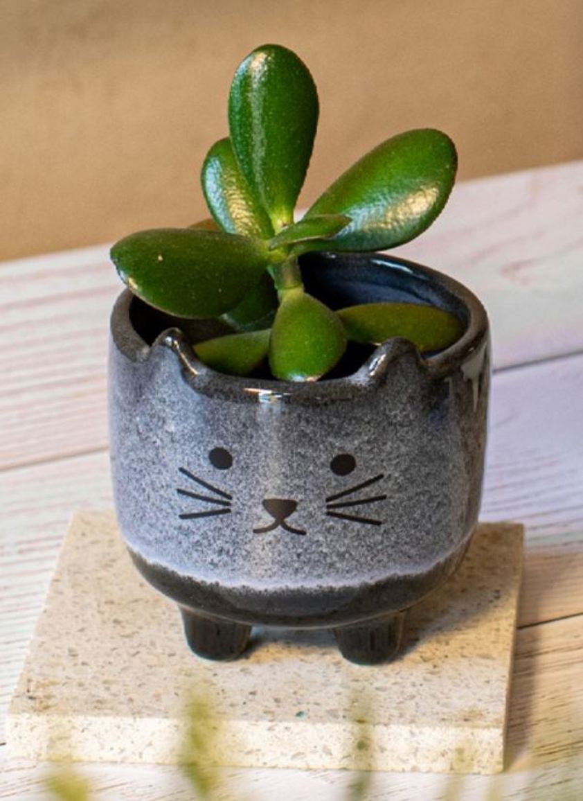 Mojave Cat Planter