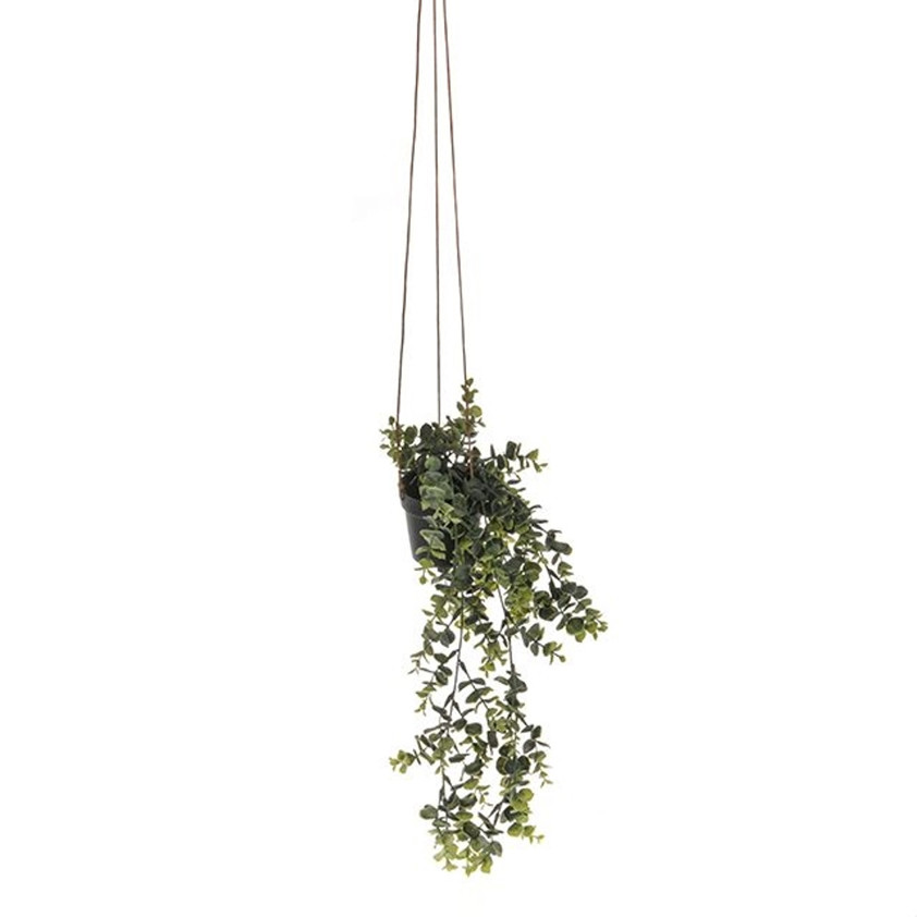 50cm Potted Trailing Eucalyptus Plant