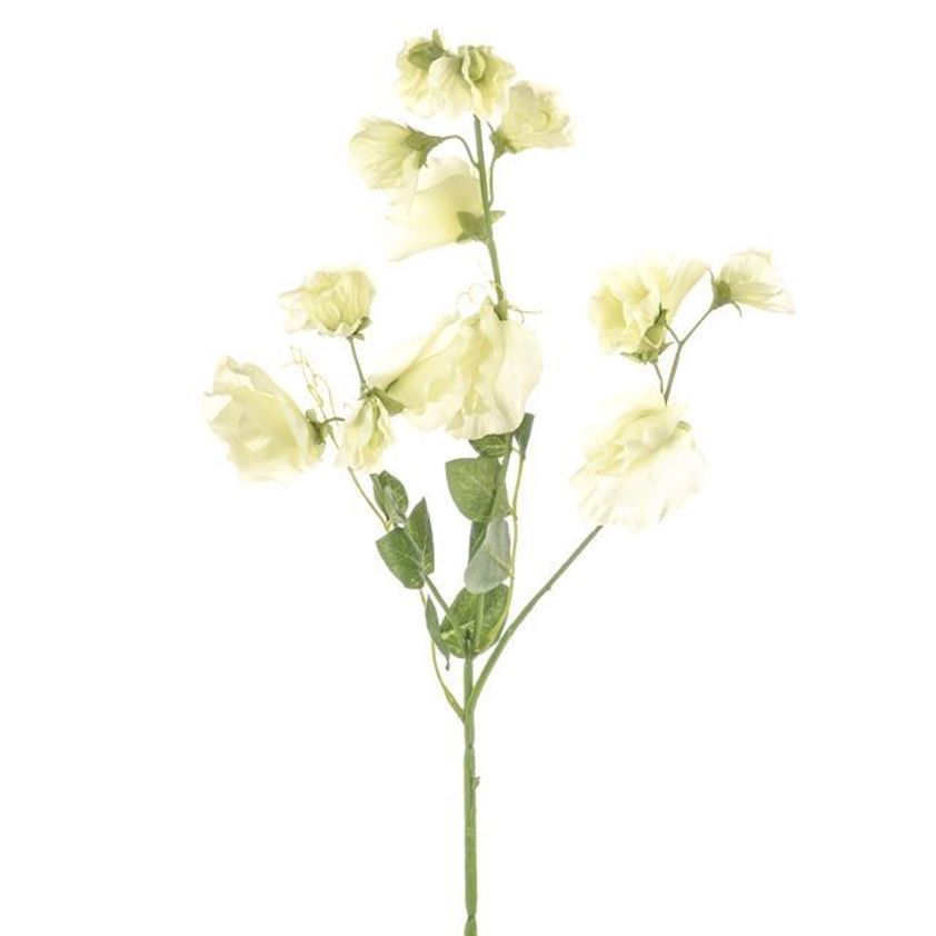 Green Dawn Sweetpea 68cm