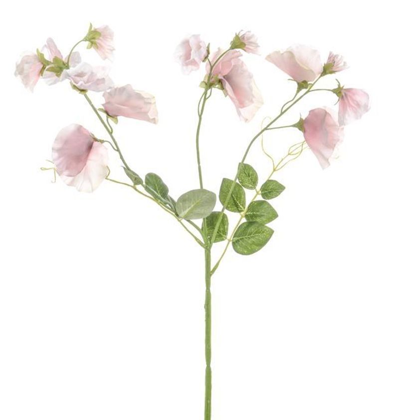 Pink Dawn Sweetpea 68cm