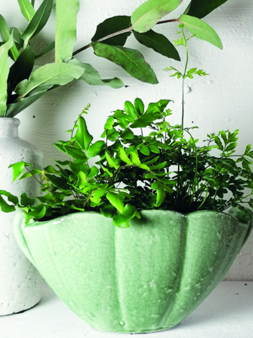 Shell Planter Salvia