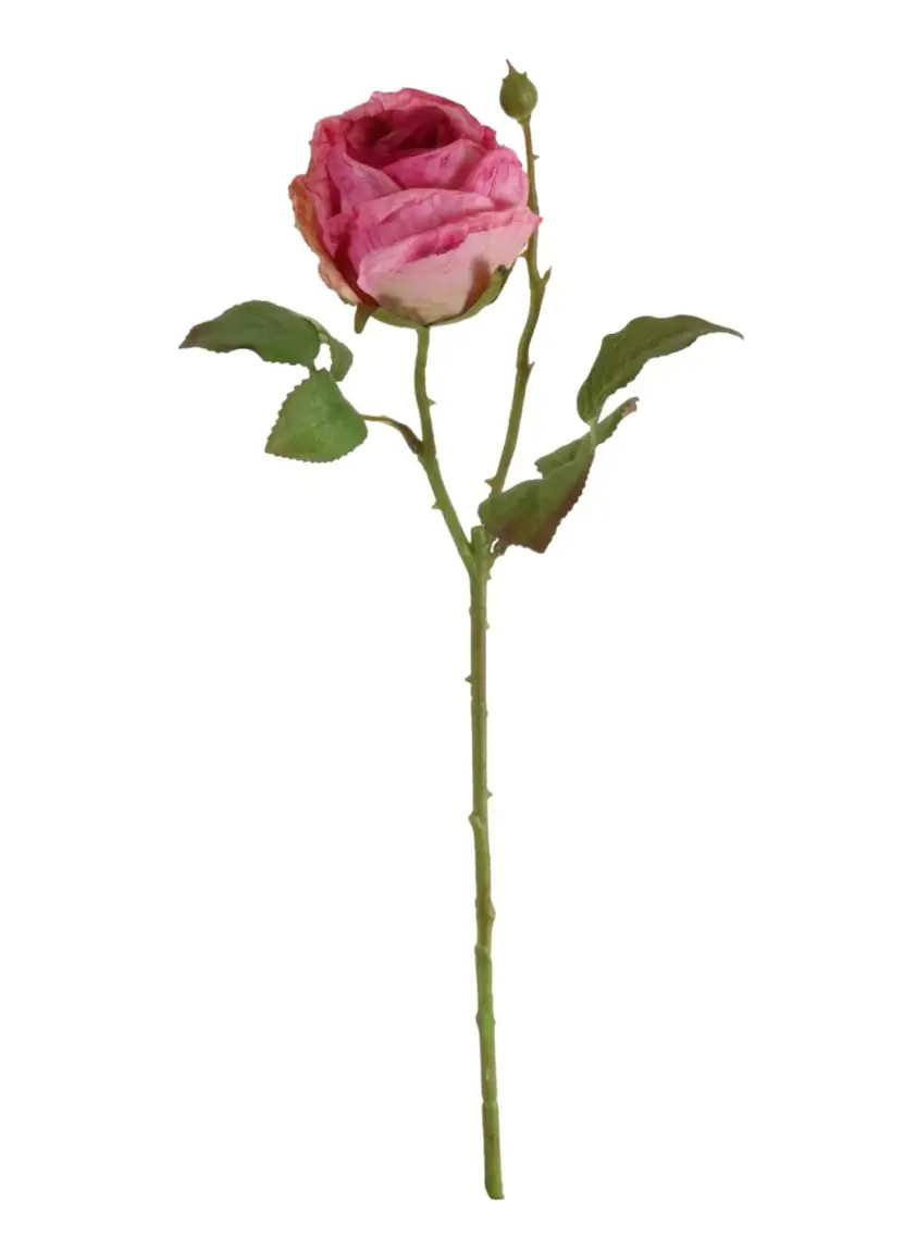 Dried Touch Single Valera Rose Hot Pink