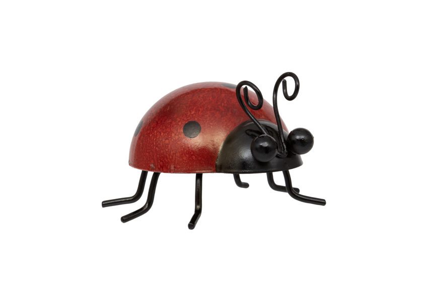 Ladybird