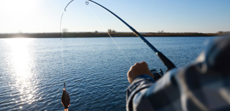 Predator Fishing