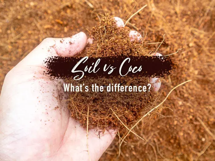 Soil vs Coco: What's the Difference?