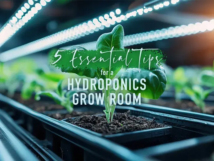 5 Essential Tips for a Hydroponics Grow Room