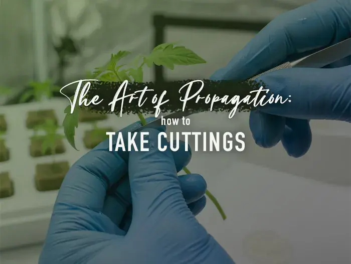 The Art of Propagation: How to Take Cuttings