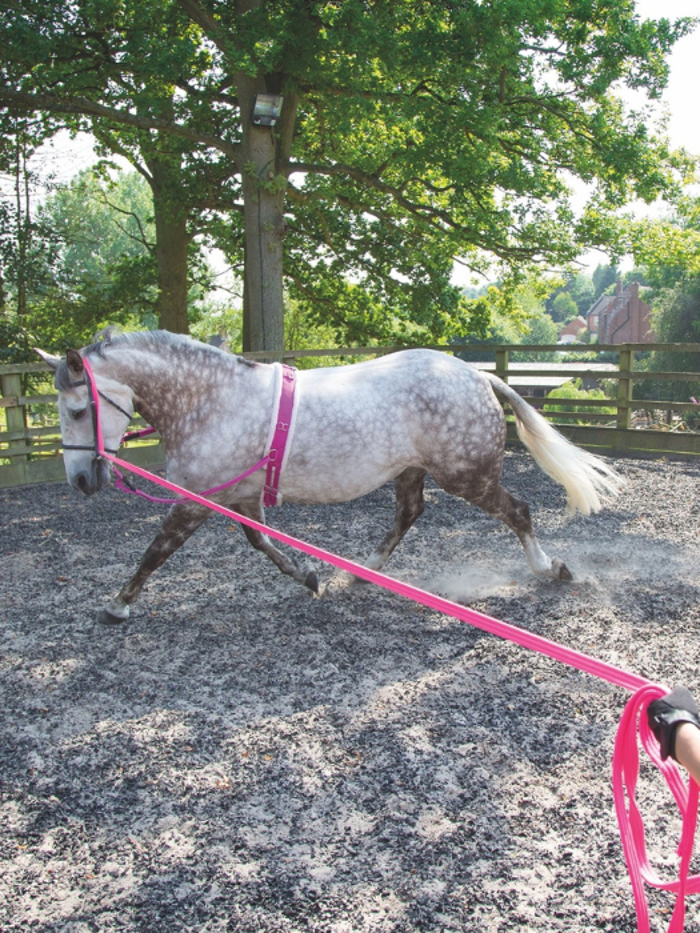 Lunging and Training Aids