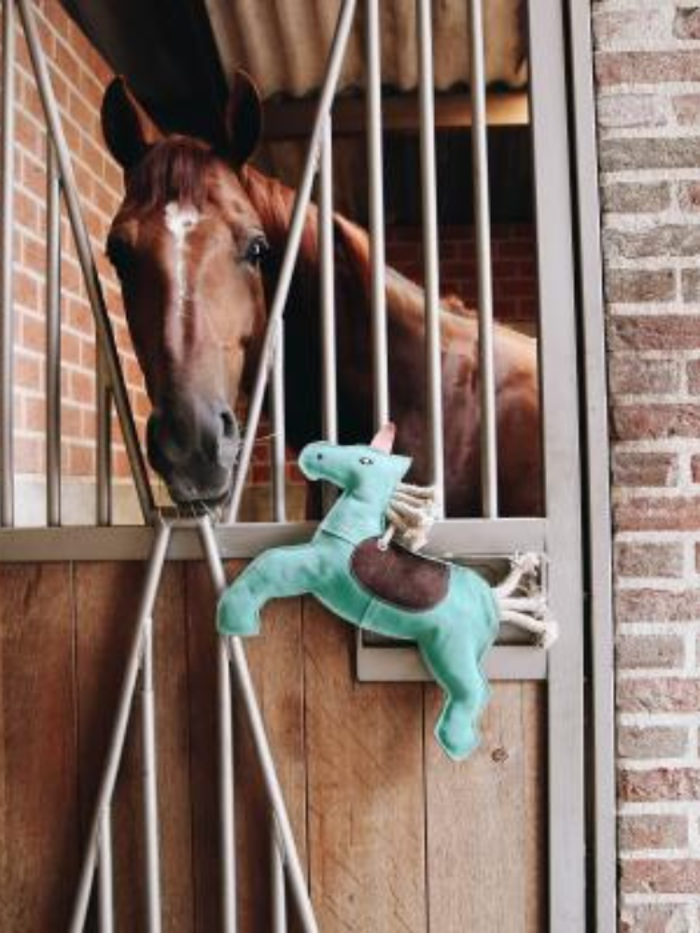 Stable Toys and Treats