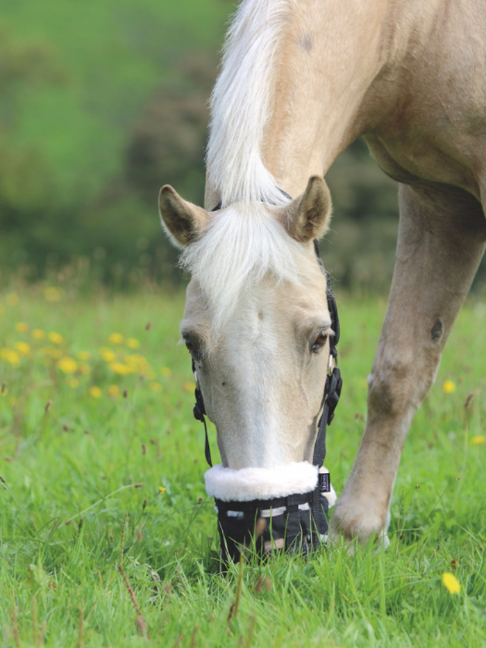 Muzzles and Nose Nets