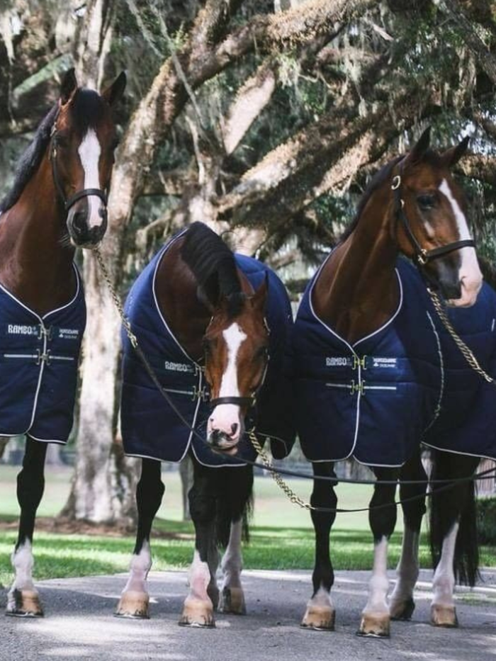 Horse Rugs