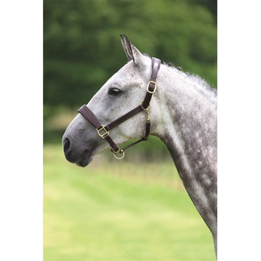 Havana Blenheim Deluxe Headcollar